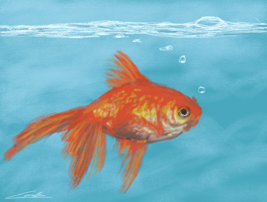 goldfish.jpg