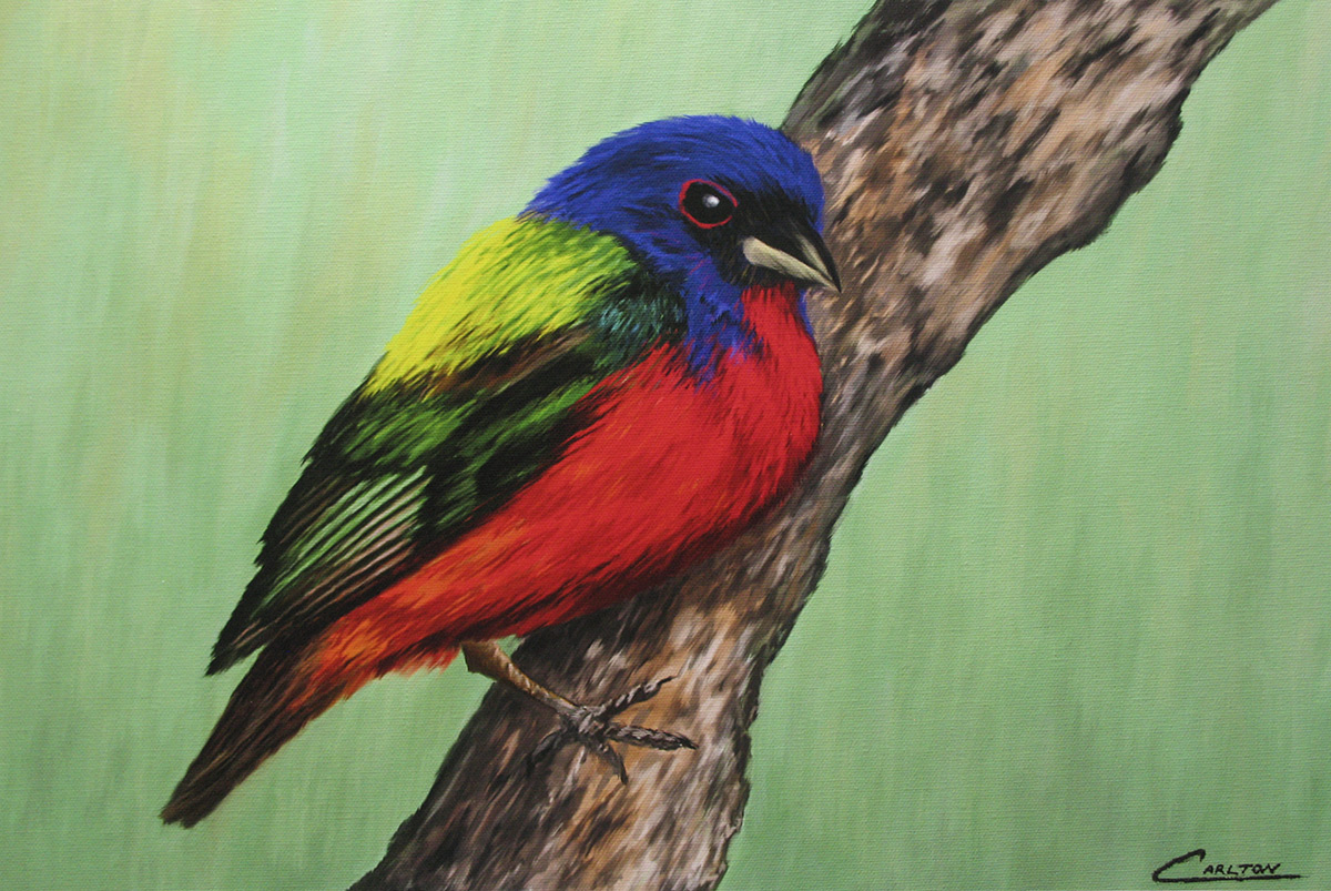 painted-bunting.jpg